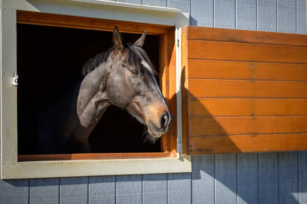 Horse looking out from a McBriar Farm stall
